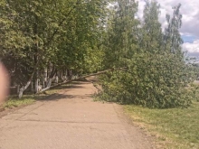 Почему падают деревья в Набережных Челнах